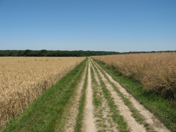 Chemin