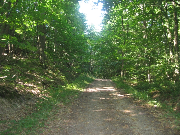 Sentier en foret de rambouillet