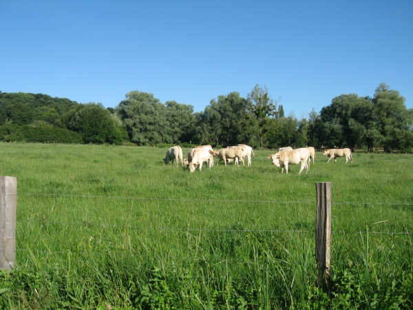 Vaches dans un pré à coté de Chevreuse