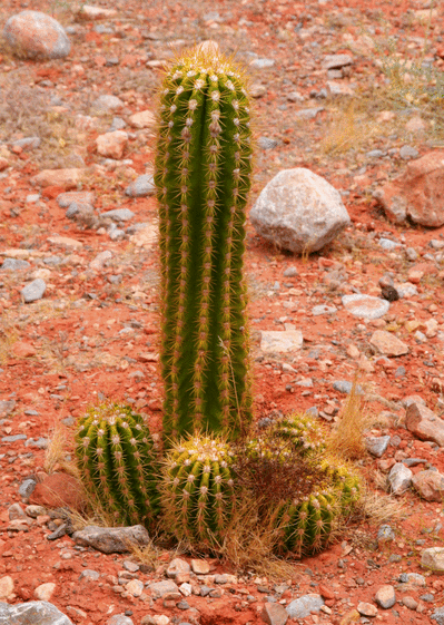 Cactus