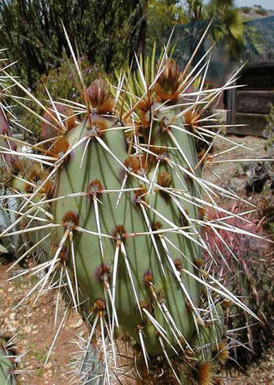 Cactus