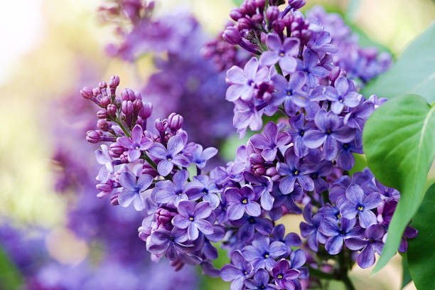 Printemps : quelles fleurs, fruits et légumes de saison, planter, cueillir ou consommer en avril, mai et juin ?