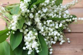 Printemps : quelles fleurs, fruits et légumes de saison, planter, cueillir ou consommer en avril, mai et juin ?