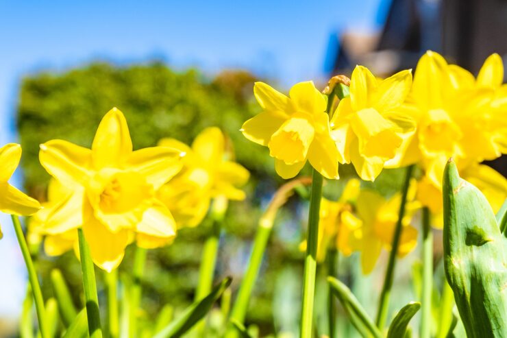 Printemps : quelles fleurs, fruits et légumes de saison, planter, cueillir ou consommer en avril, mai et juin ?