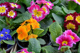 Printemps : quelles fleurs, fruits et légumes de saison, planter, cueillir ou consommer en avril, mai et juin ?