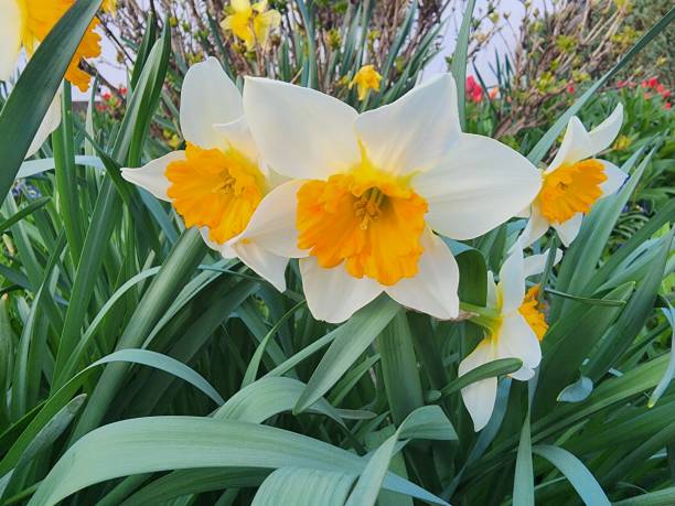 Printemps : quelles fleurs, fruits et légumes de saison, planter, cueillir ou consommer en avril, mai et juin ?