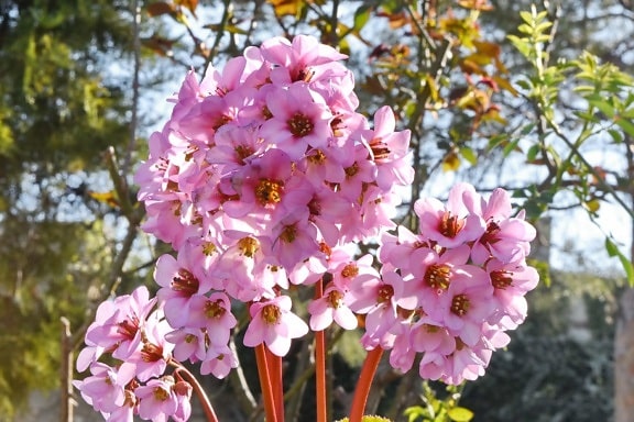 Printemps : quelles fleurs, fruits et légumes de saison, planter, cueillir ou consommer en avril, mai et juin ?
