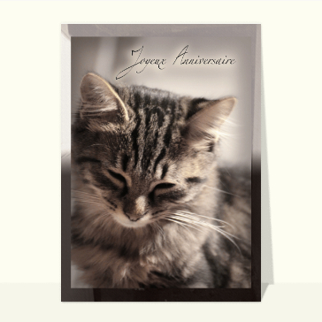 Carte anniversaire chat : Joyeux anniversaire petit chat gris