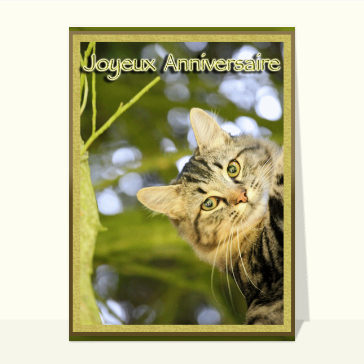 Carte Petit chat aux yeux verts