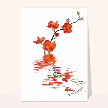 Orchidees de mariage