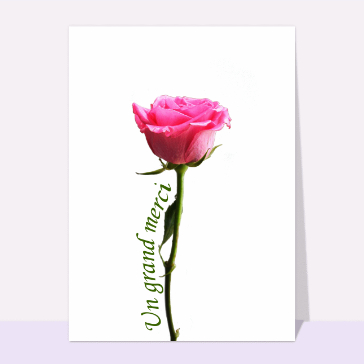 Carte remerciement mariage : Remerciement mariage sur une rose