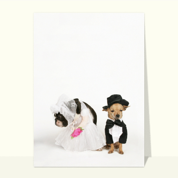 Anniversaire de mariage petits chiens