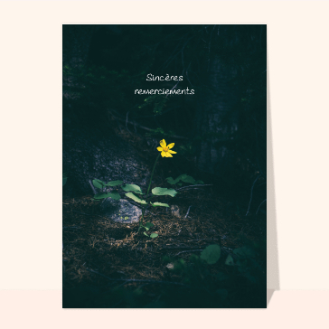 Carte remerciement condoléances : Merci condoléances et fleur jaune