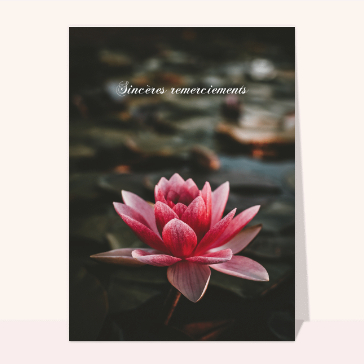 Remerciements condoléances nénuphar rose