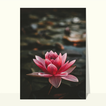 Faire-part décès nénuphar rose