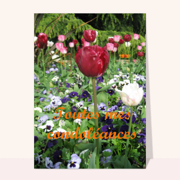 Carte condoléances fleurs : Tulipe toute mes condoleances