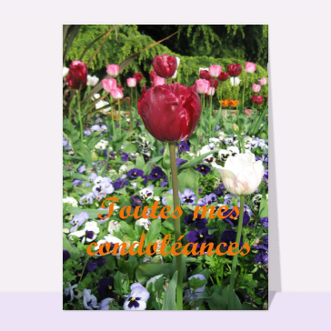 Tulipe toute mes condoleances