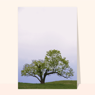 Vieil arbre dans une prairie pour des condoléances