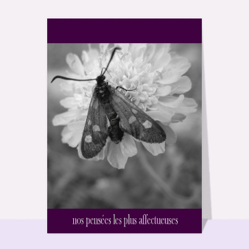 Décès et condoléances : Pensées affectueuses avec un papillon