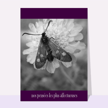 Pensées affectueuses avec un papillon