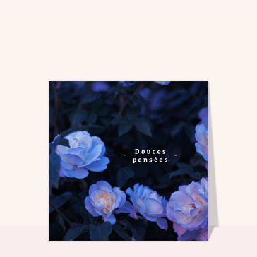 carte condoléances : Douces pensées et fleurs violettes