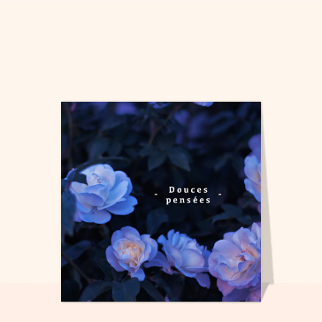 Douces pensées et fleurs violettes