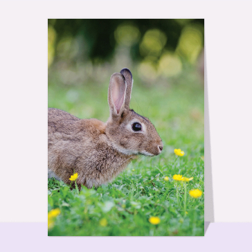Petit lapin de Pâques dans le prés
