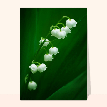 Muguet en gros plan