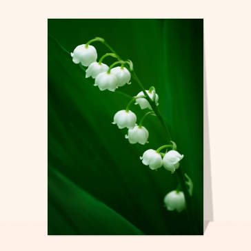 Muguet