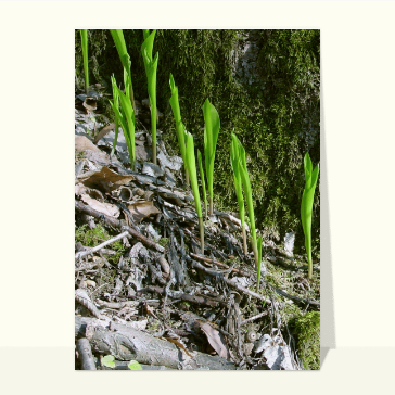 Muguet en foret