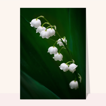 Muguet 1er mai