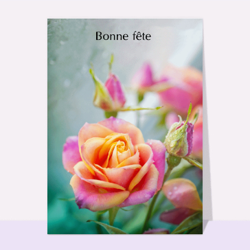 Une belle rose