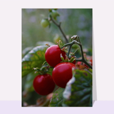 Tomates cerises