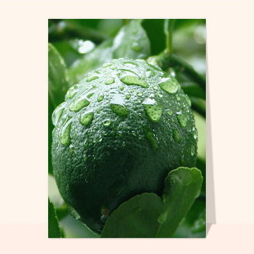 Citron de Meyer