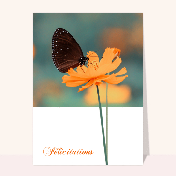 Félicitation rose