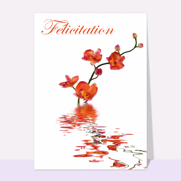 carte félicitation : Felicitation et Orchidees