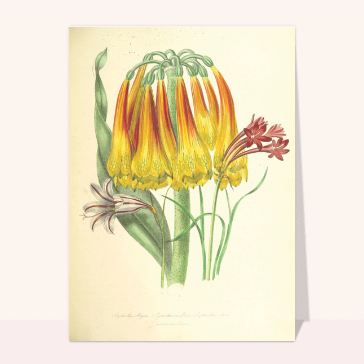 Jolies fleurs tombantes