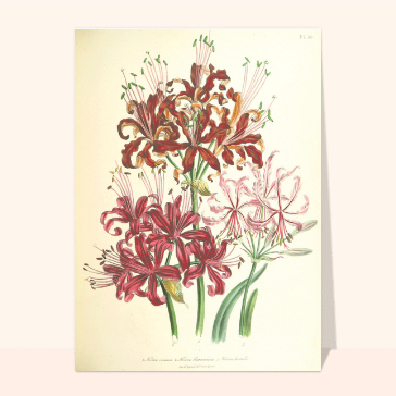 Jolie fleurs rouges anciennes