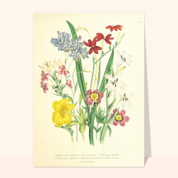Carte d'avril et du printemps : Carte ancienne et bouquet printanier