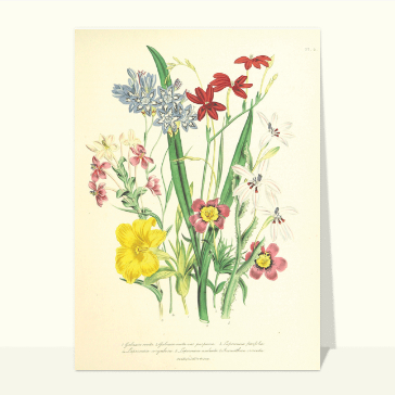 Carte ancienne et bouquet printanier