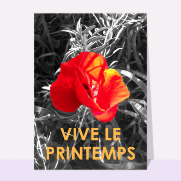 Le coquelicot rouge