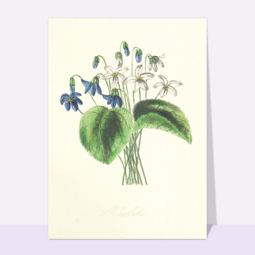 Des fleurs bleues en Mai