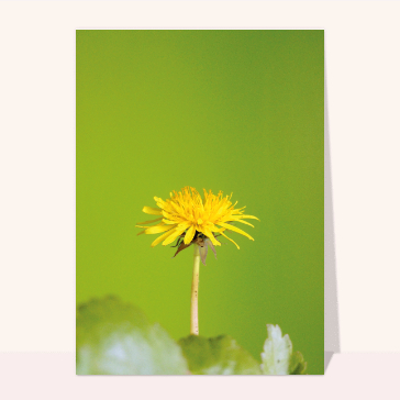 Pissenlit du printemps