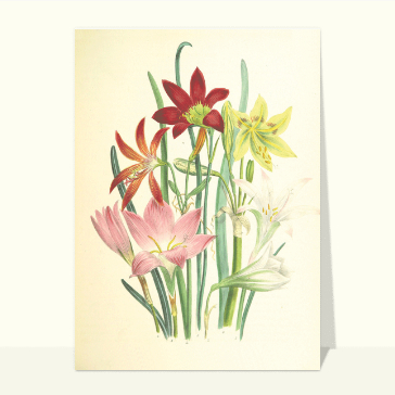 Carte de Juin : Carte fleurie de Mai