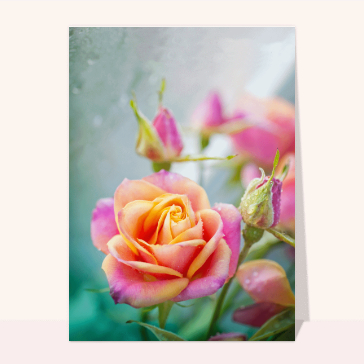 Carte postale de Juillet et d'été : Une rose qui fleurie