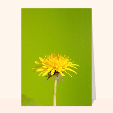 Pissenlit jaune de Juillet