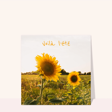 Voilà l`été et ses tournesols