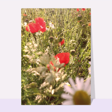 Les coquelicots de l'été