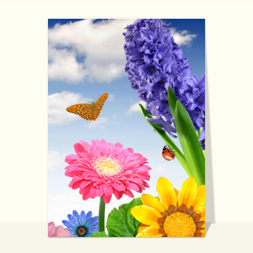 Fleurs d'été fleurs d'août