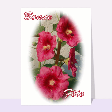 Sainte Catherine : Bonne fête roses tremieres